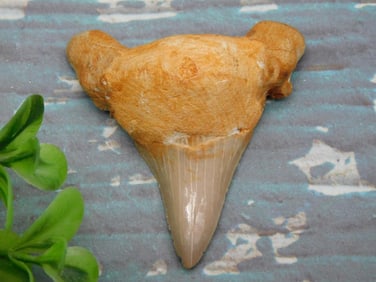 SHARK TOOTH ROCK STONE LAPIDARY SPECIMEN