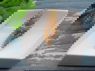 GASTROPOD FOSSIL ROCK STONE LAPIDARY SPECIMEN