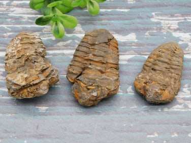 TRILOBITES ROCK STONE LAPIDARY SPECIMEN