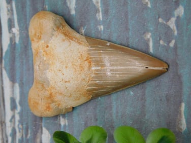 SHARK TOOTH ROCK STONE LAPIDARY SPECIMEN
