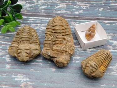 MIXED FOSSIL LOT ROCK STONE LAPIDARY SPECIMEN