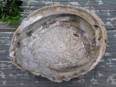 ABALONE SHELL