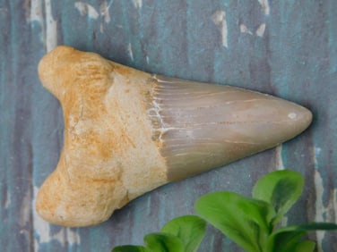 SHARK TOOTH ROCK STONE LAPIDARY SPECIMEN