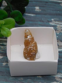 FOSSILZED GASTROPOD ROCK STONE LAPIDARY SPECIMEN