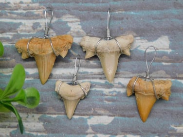 SHARK TEETH PENDANTS ROCK STONE LAPIDARY SPECIMEN