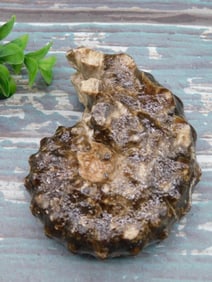 KNOBBY AMMONITE ROCK STONE LAPIDARY SPECIMEN