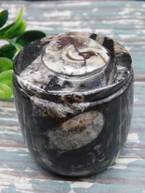 ORTHOCERAS TRINKET BOX ROCK STONE LAPIDARY SPECIMEN