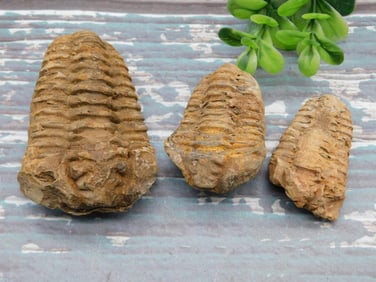 TRILOBITE ROCK STONE LAPIDARY SPECIMEN