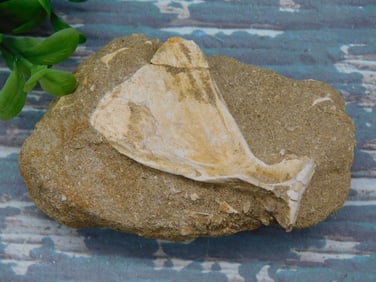 FOSSIL IN MATRIX ROCK STONE LAPIDARY SPECIMEN
