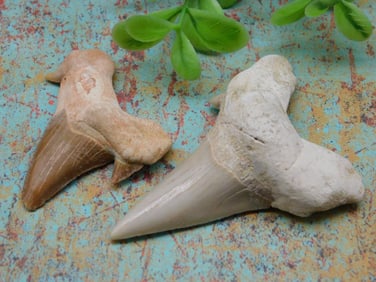 SHARK TEETH ROCK STONE LAPIDARY SPECIMEN