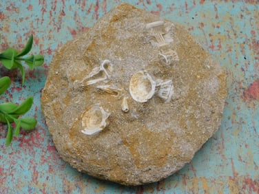 FOSSIL IN MATRIX ROCK STONE LAPIDARY SPECIMEN