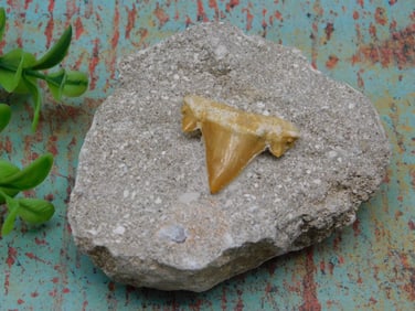 SHARK TOOTH IN MATRIX ROCK STONE LAPIDARY SPECIMEN