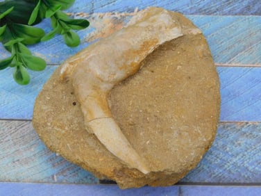 FOSSIL IN MATRIX ROCK STONE LAPIDARY SPECIMEN