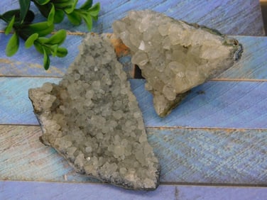 ORTHOCERAS EGG ROCK STONE LAPIDARY SPECIMEN