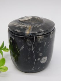 ORTHOCERAS TRINKET BOX ROCK STONE LAPIDARY SPECIMEN