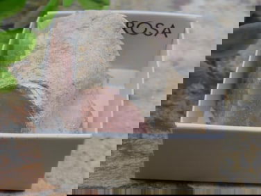 ROSE OPAL ROCK STONE LAPIDARY SPECIMEN