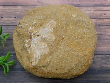 FOSSIL IN MATRIX ROCK STONE LAPIDARY SPECIMEN