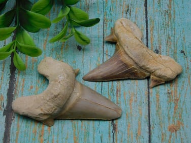 SHARK TEETH ROCK STONE LAPIDARY SPECIMEN