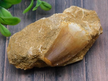 DINOSAUR TOOTH IN MATRIX ROCK STONE LAPIDARY SPECIMEN
