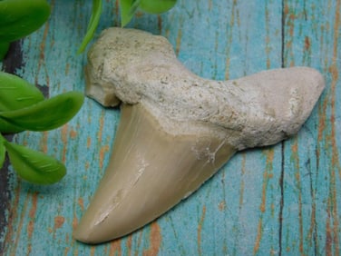 SHARK TOOTH ROCK STONE LAPIDARY SPECIMEN