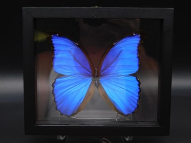 BLUE MORPHO BUTTERFLY DISPLAY