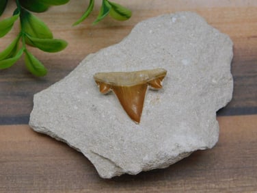 SHARK TOOTH IN MATRIX ROCK STONE LAPIDARY SPECIMEN