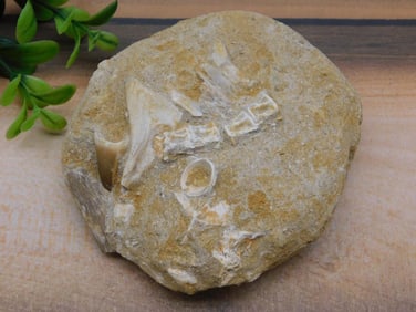 FOSSIL IN MATRIX ROCK STONE LAPIDARY SPECIMEN
