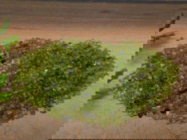 PERIDOT ROCK STONE LAPIDARY SPECIMEN