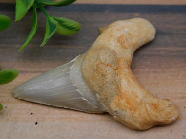 SHARK TOOTH ROCK STONE LAPIDARY SPECIMEN