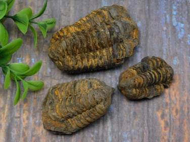 TRILOBITES ROCK STONE LAPIDARY SPECIMEN