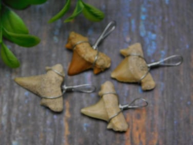 SHARK TEETH PENDANTS ROCK STONE LAPIDARY SPECIMEN