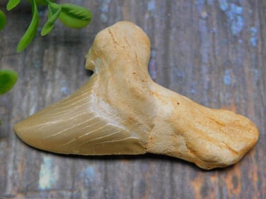 SHARK TOOTH ROCK STONE LAPIDARY SPECIMEN