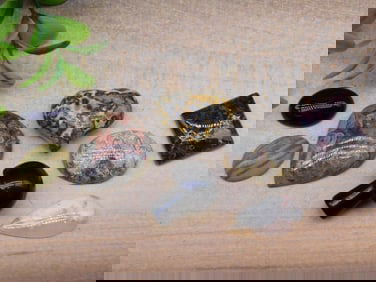 MIXED LOT ROCK STONE LAPIDARY SPECIMEN