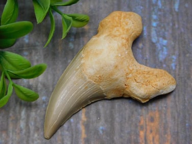 SHARK TOOTH ROCK STONE LAPIDARY SPECIMEN