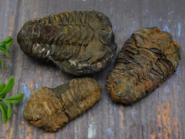 TRILOBITES ROCK STONE LAPIDARY SPECIMEN