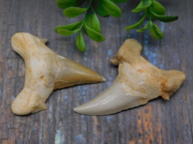 SHARK TEETH ROCK STONE LAPIDARY SPECIMEN