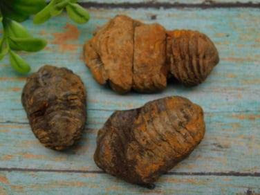 TRILOBITE ROCK STONE LAPIDARY SPECIMEN