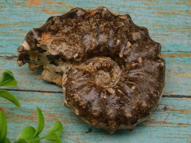 KNOBBY AMMONITE ROCK STONE LAPIDARY SPECIMEN