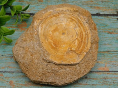 FOSSIL IN MATRIX ROCK STONE LAPIDARY SPECIMEN