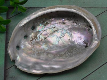 ABALONE SHELL