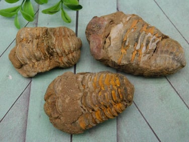 TRILOBITE ROCK STONE LAPIDARY SPECIMEN