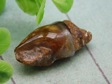 FOSSILIZED GASTROPOD ROCK STONE LAPIDARY SPECIMEN
