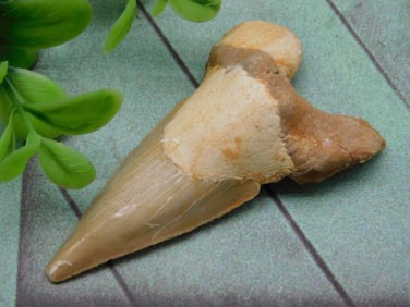 SHARK TOOTH ROCK STONE LAPIDARY SPECIMEN