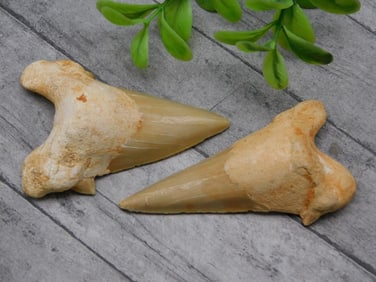 SHARK TEETH ROCK STONE LAPIDARY SPECIMEN