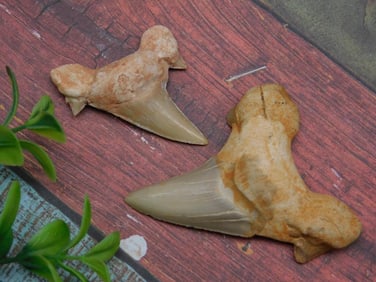 SHARK TEETH ROCK STONE LAPIDARY SPECIMEN