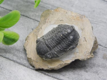 TRILOBITE ROCK STONE LAPIDARY SPECIMEN