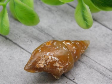 FOSSILIZED GASTROPOD ROCK STONE LAPIDARY SPECIMEN