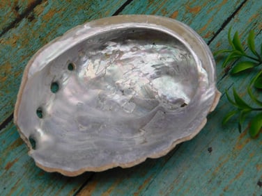 ABALONE SHELL