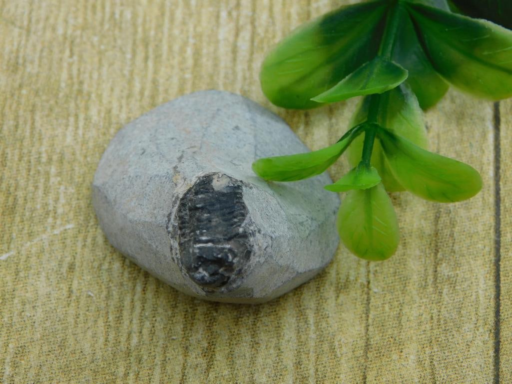 TRILOBITE FOSSIL IN MATRIX ROCK STONE LAPIDARY SPECIMEN (1 of 2)