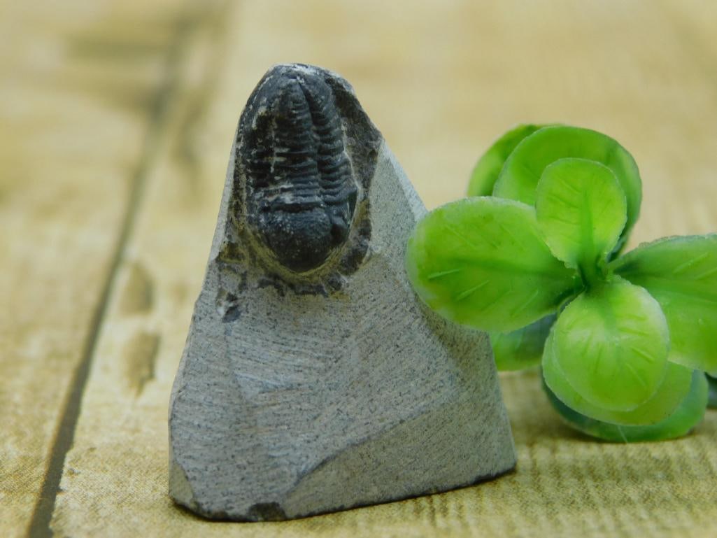 TRILOBITE FOSSIL ROCK STONE LAPIDARY SPECIMEN: TRILOBITE FOSSIL ROCK STONE LAPIDARY SPECIMEN